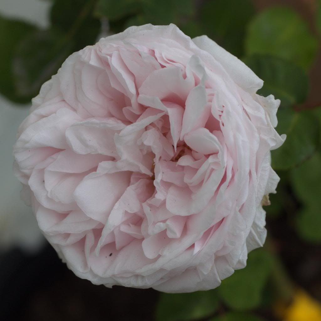 Souvenir de la Malmaison photo SouvnirDeLaMalmaison_zpsa7091b21.jpg